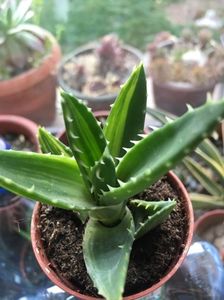 Aloe variegat
