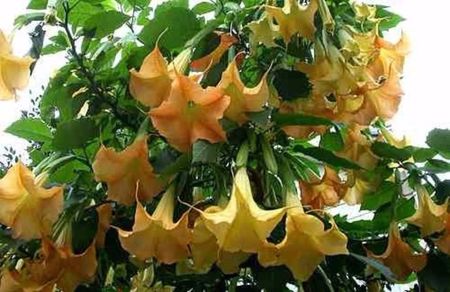 Seminte de Brugmansia Aurea; Brugmansia sanguinea galbena– 1 seminta – 3.50 RON
