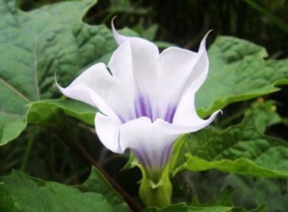 Brugmansia Sanguinea alb cu mov; Brugmansia sanguinea alba cu violet – 1 seminta – 3.50 RON
