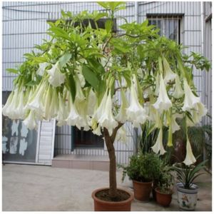 Brugmansia  Suaveolens copac; Brugmansia sanguinea alba cu violet – 2 seminte – 5 RON
