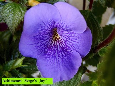 serge_s joy