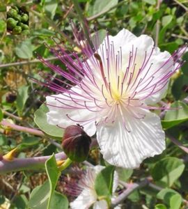 Capere - Capparis Spinosa -(peren) 2 seminte - 3 RON; Caperele“Capparis spinosa“sunt plante perene de iarna.
Au flori mari de culoare alb si alb spre roz si sunt cunoscute pentru beneficiile aduse organismului.Plante sunt folosite pentru a trata infectii
