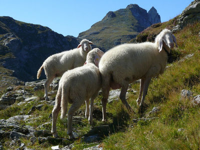 Oitele pe muntii Alpi