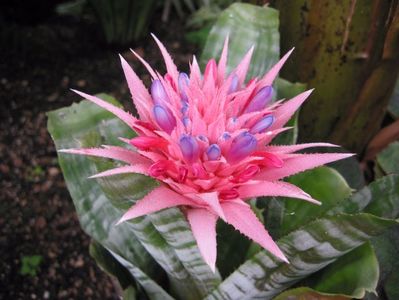 Aechmea-fasciata-flower
