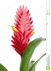 bromelia-flower-red-white-background-34352412