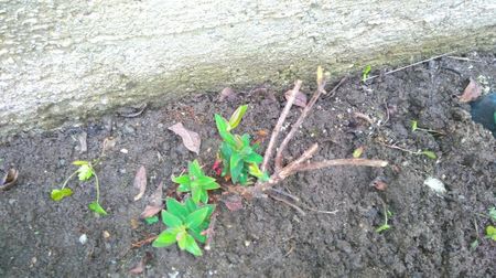 Hypericum calycinum; Dupa taiere- primavara devreme
