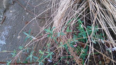 Penisetum alopecuroides si Budleja davidii; Inainte de taierile de primnvara
