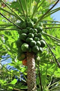 papaya de ghiveci 5 lei 8 seminte