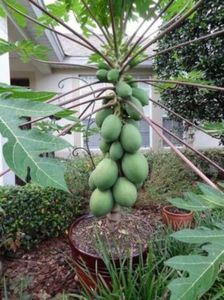 papaya soi pitic care fructifica in ghiveci