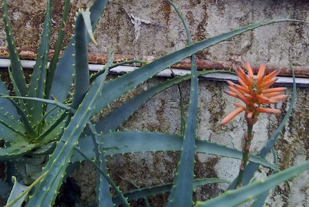 Floare de Aloe; Aloe arborescens inflorit.
