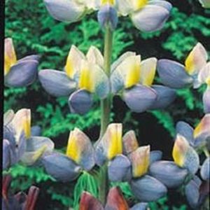 Lupin Sunrise seminte; Lupin Sunrise - 5 seminte -3 RON
