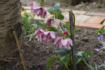 Helleborus Hellen Red