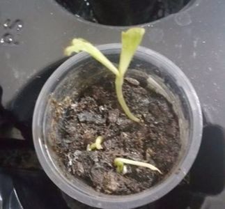 Pepino - Solanum muricatum