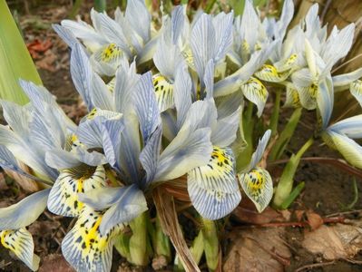 iris reticulata Katharine Hodgkin