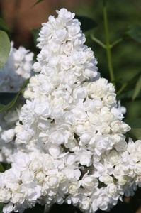 Liliac alb cu flori duble
