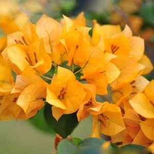 Bougainvillea galbena seminte; Bougainvilee  (floarea de hirtie) - 1 saminta - 5 RON
