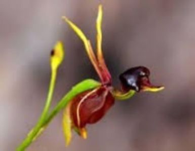 Caleana Major (Orhidea ratusca zburatoare) seminte; Caleana Major (Orhidea ratusca zburatoare) - 2 seminte - 3 RON
