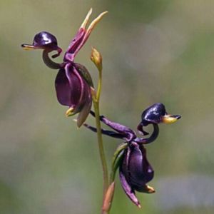 Caleana Major (Orhidea ratusca zburatoare); Caleana Major (Orhidea ratusca zburatoare) - 2 seminte - 3 RON
