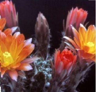Lobivia corbulai seminte cactus; Lobivia corbulai 1 saminta - 2 RON
