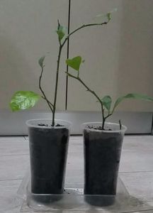 Planta de Lamii altoit; Lamii de 35 cm - 20 RON bucata
