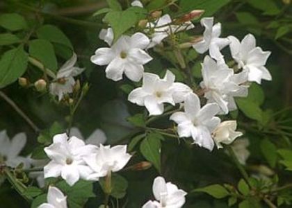 Jasmina căţărătoare de gradina - Jasmínum officinale; Planta de jasmina cataratoare - 25 RON
Jasminum-officinale-grandiflorum
