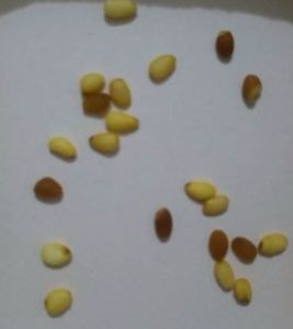 Lapageria seminte; Lapageria rosea - 1 saminta - 5 RON
