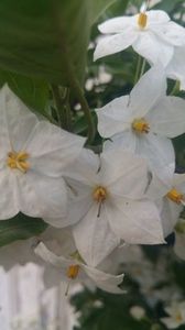 Flori de Iasomie cataratoare; Iasomie cataratoare - 25 RON

