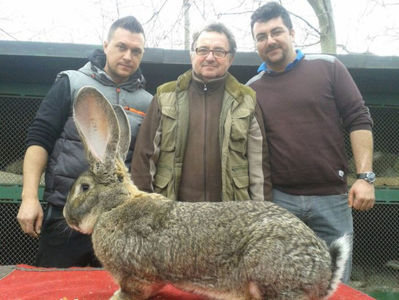 ; Cu Luci si Karol Bolya, creste iepuri de peste 40 de ani !
