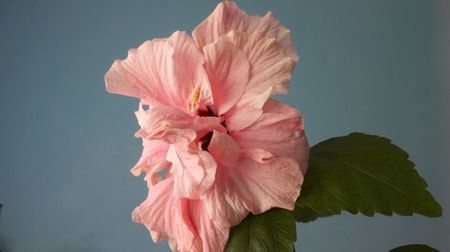 Hibiscus Classic Pink