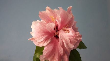 Hibiscus Classic Pink