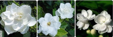 Gardenia Jasminoides sau Cape Jasmine; Gardenia Jasminoides sau Cape Jasmine 5 seminte - 3 RON
