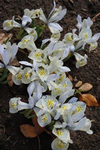 iris reticulata katharine hodgkin