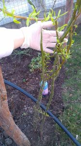 Salix matsudana tortuosa; An 2, de scos la ghivece
