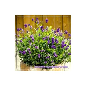 lavandula-angustifolia-pico-blue; Este o varietate foarte compacta de 25 cm inaltime, cu flori albastru-violet., (plantshop 5ron)
