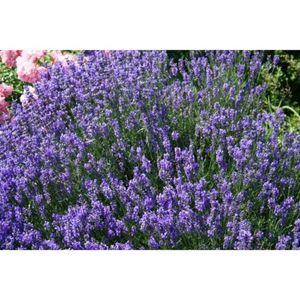 lavandula-angustifolia-dwarf-blue; Este o varietate foarte compacta de 25 cm inaltime, cu flori albastru-violet, (plantshop-5ron)
