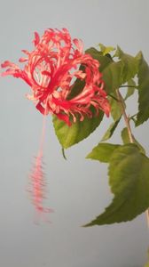 Hibiscus Schizopetalus