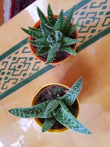 Aloe variegata si aloe aristata