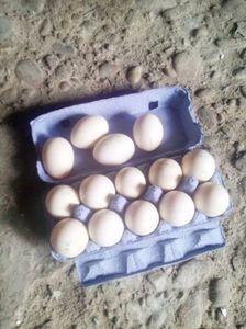 Ouale de rata muta alba, stranse in cateva zile; Mai sunt inca 27 de oua in incubator, plus cate am mai consumat si vandut
