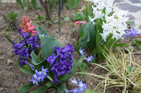 Blue Pearl, Chinodoxa forbesii, Jan Boss si Aioles