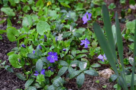 Vinca Minor