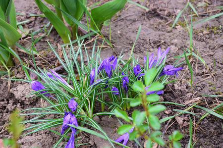 Crocusi cam trecuti