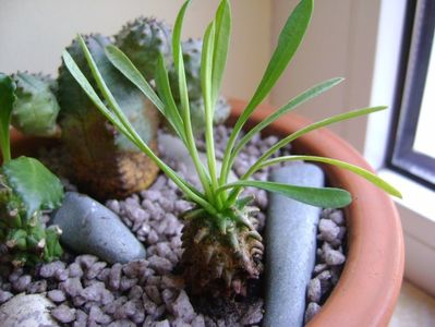 Euphorbia x japonica