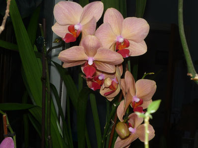 Orhidee 1