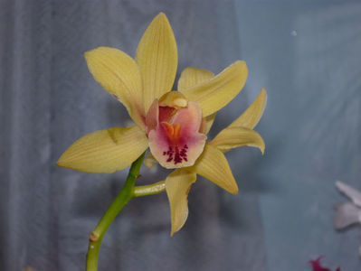 Orhidee 2