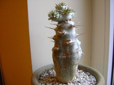 Pachyipodium brevicaule (altoit pe Pachypodium lamerei)