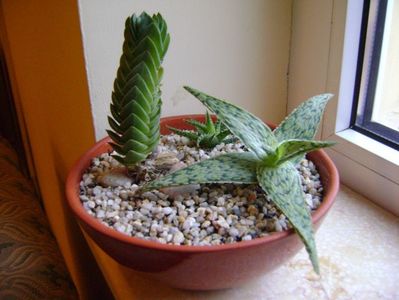 Grup de 3 plante; 1.Crassula “Buddha’s Temple”
2.Aloe “Starfish
3.Aloe cv Pepe
