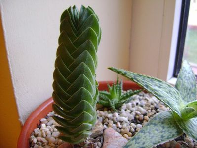 Grup de 3 plante; 1.Crassula “Buddha’s Temple”
2.Aloe “Starfish
3.Aloe cv Pepe
