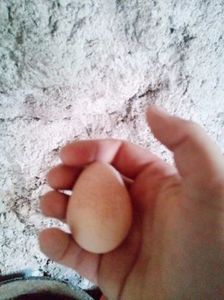 Primul ou!