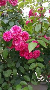 Kimono-trandafir-roz-catarator-remontant