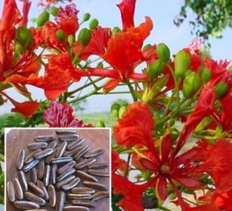 Royal  Poinciana - Delonix Regia seminte disponibile; Delonix Regia – 1 saminta – 5 RON
